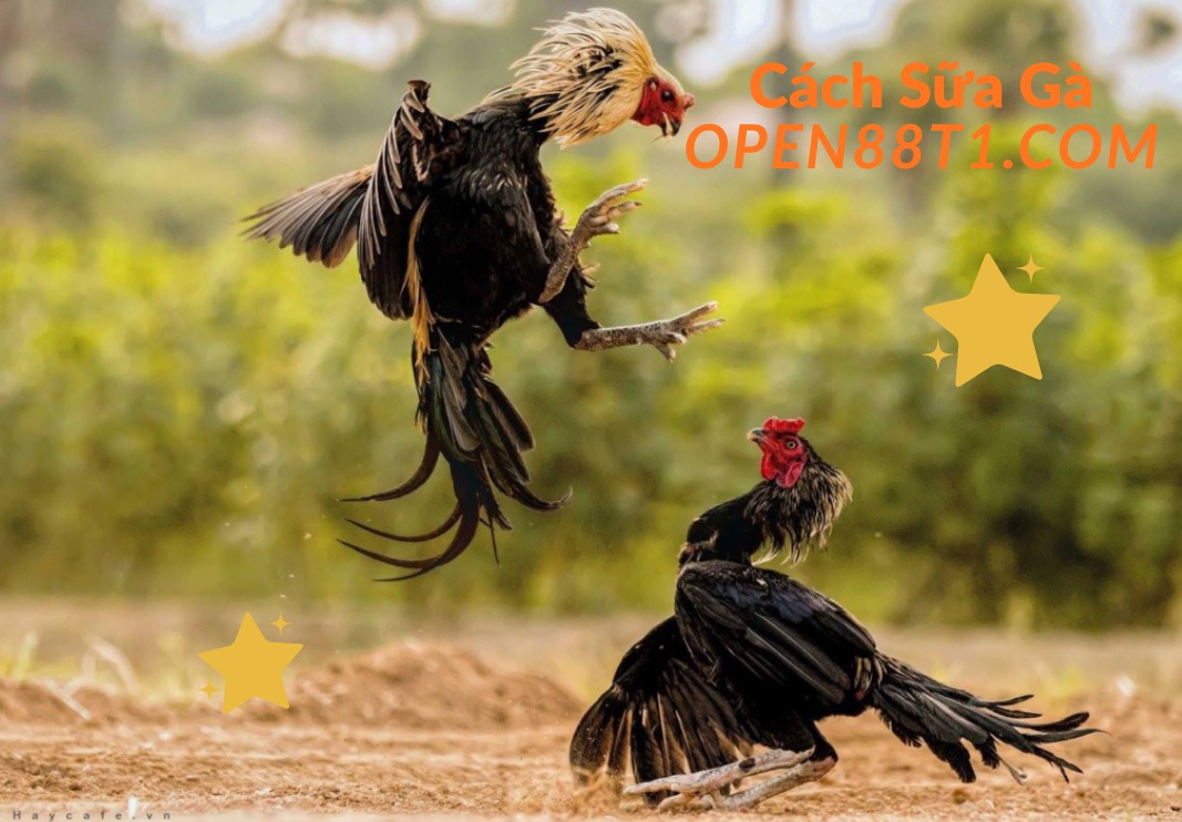 kỹ thuật sữa gà open88t1.com-OPEN88 (71)