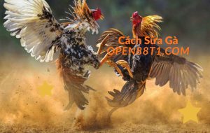 kỹ thuật sữa gà open88t1.com-OPEN88 (72)